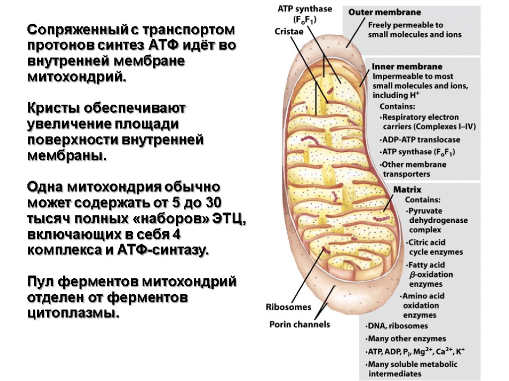 Атф ниссан матик с